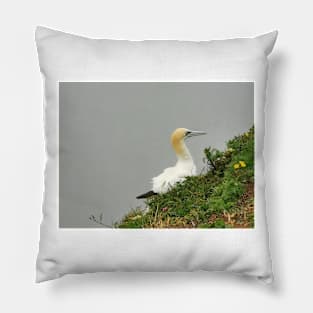 Gannet Pillow