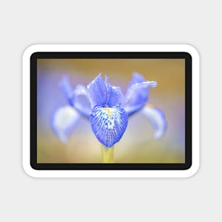 Blue Iris Magnet