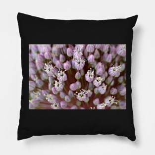 Allium ampeloprasum  &#39;Elephant&#39;  Elephant garlic flowers Pillow