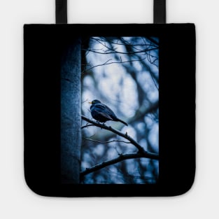 Single male blackbird (turdus merula) standing on a branch, cold atmospheric colors Tote
