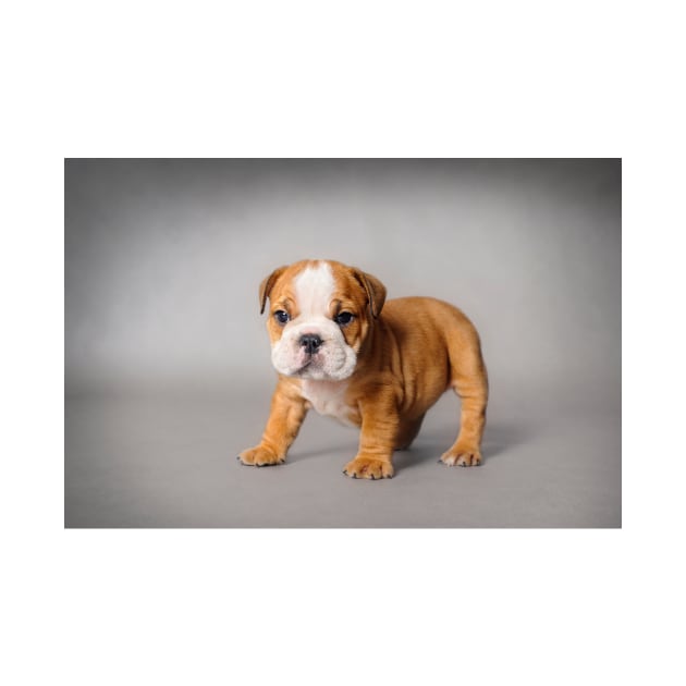 Bulldog puppy by PetsArt