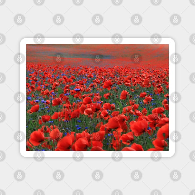 Field of Beautiful Red Poppies Magnet by KaSaPo