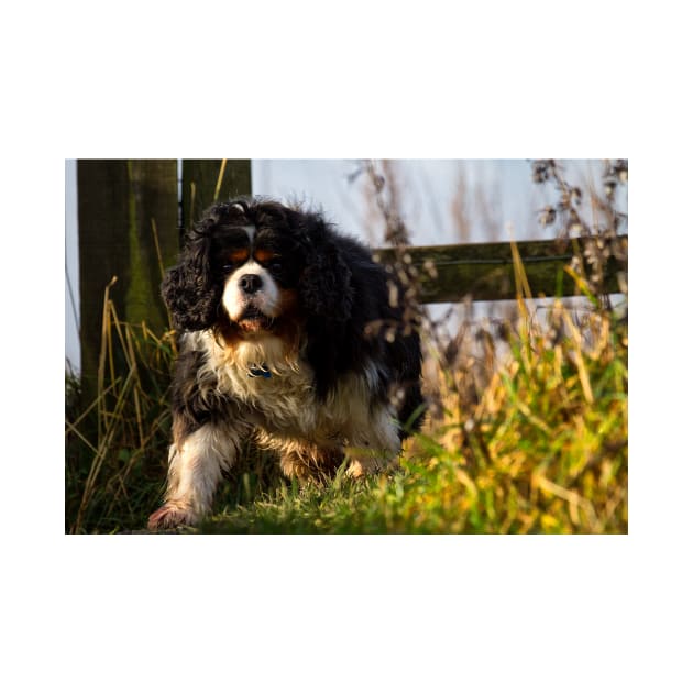 Cavalier King Charles Spaniel out walking by Violaman