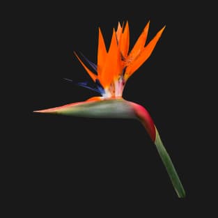 Bird of Paradise Cutout T-Shirt