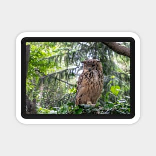 Indian eagle-owl Magnet