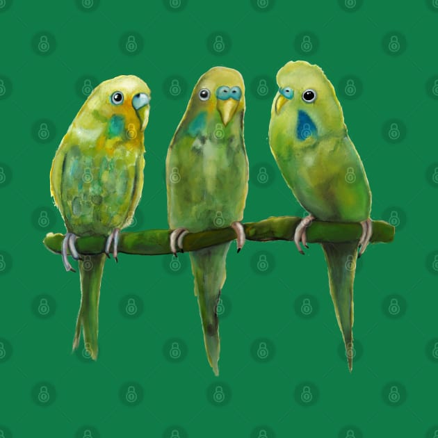 Budgerigar by msmart