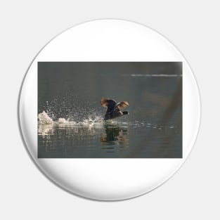 Coot in a hurry Pin