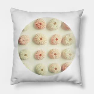 Sea Urchin Collection Pillow