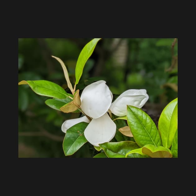 Magnolia Bloom 1 by AustaArt