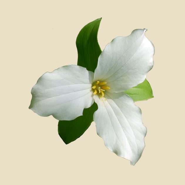 White Trillium by Betty500_B