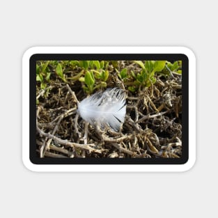 White Penguin Feather Magnet