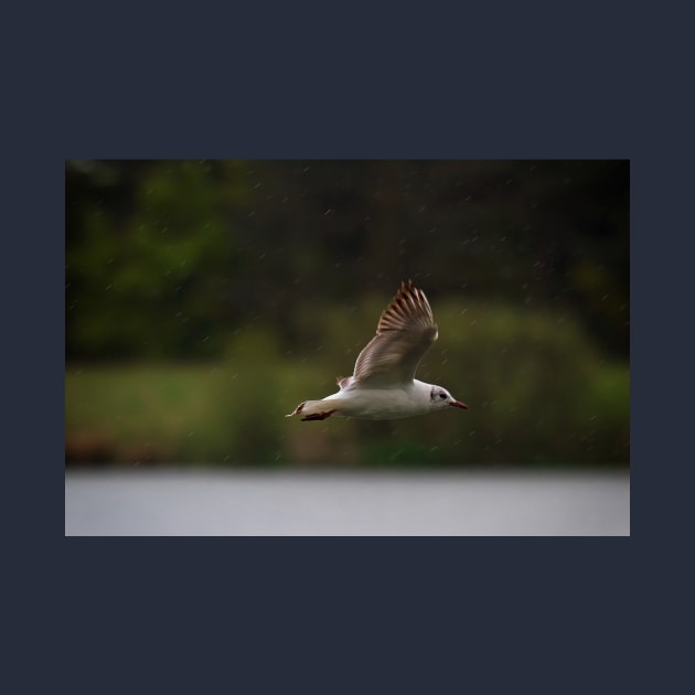 Gull flying in rain by Violaman