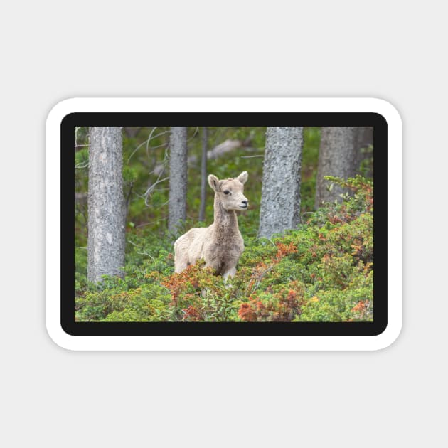 Bighorn Lamb Magnet by jvnimages