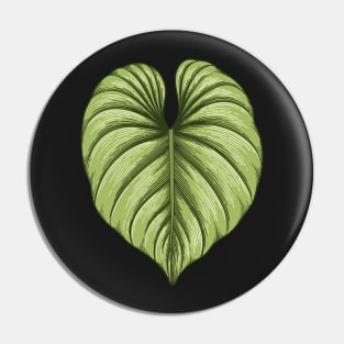 Philodendron plowmanii big leaf Pin