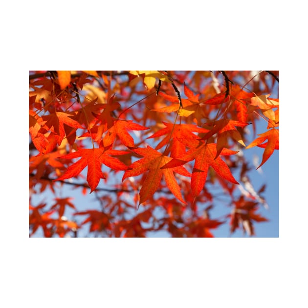 Maple (Acer ), red autumn leaves on a tree, Germany by Kruegerfoto