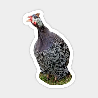 Helmeted Guineafowl Magnet