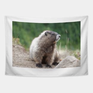 Hoary marmot (Marmota caligata) in Mount Rainier National Park Tapestry