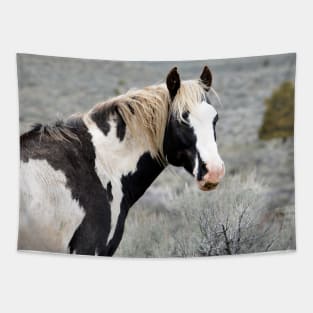 South Steens Wild Stallion Maestro Tapestry