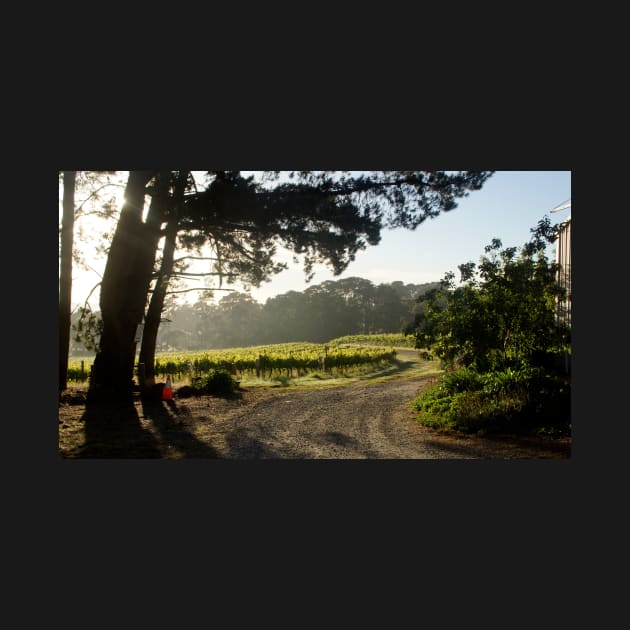 Morning light in the Vineyard - Adelaide Hills / Fleurieu Peninsula - Wine Region  - by Avril Thomas by MagpieSprings