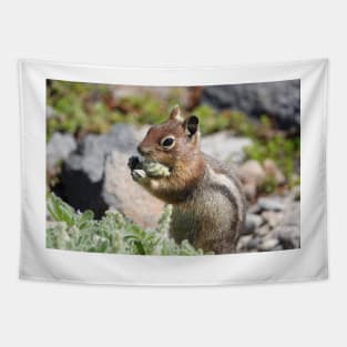 Cascade golden-mantled ground squirrel (Spermophilus saturatus) eating a flower Tapestry