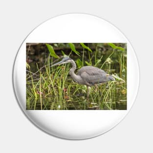 A Great Blue Heron fishing - Mud Lake, Ottawa, Canada Pin