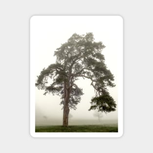 Scots Pine in fog Magnet