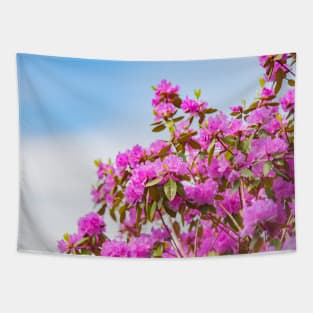 Vibrant Pink Rhododendron Blossoms and Blue Sky Tapestry