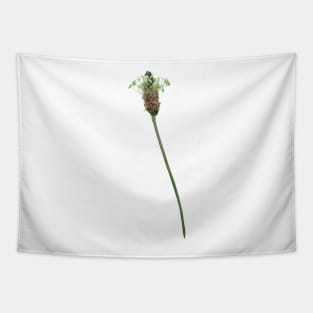 Ribwort Plantain Flower Tapestry