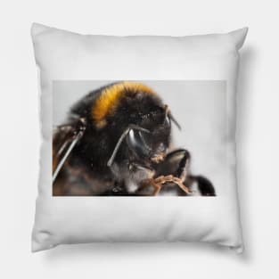 Bumble bee close-up Pillow