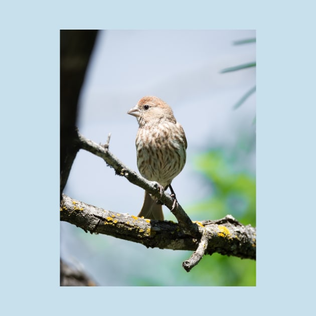 House Finch Profile by Debra Martz