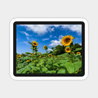 Sunflowers in the Field Magnet