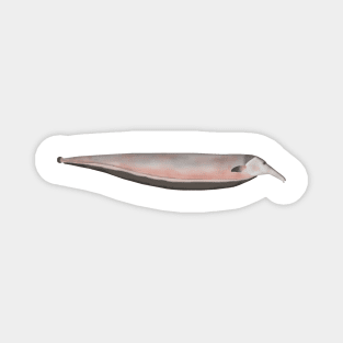 Oxyrhynchus Tube-snouted Ghost Knifefish Magnet