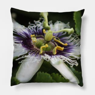 Passion Flower Closeup 3 Pillow