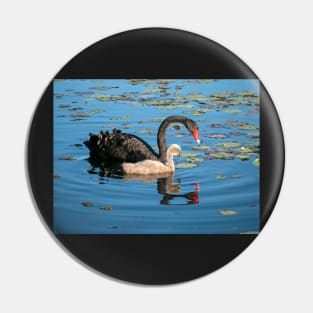 Black Swan and Cygnet Pin