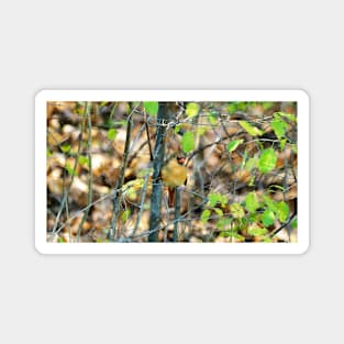 Female Northern Cardinal In The Bushes Magnet