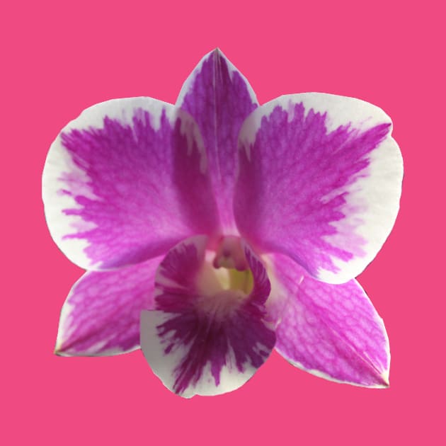 Purple Orchid by k-creatif