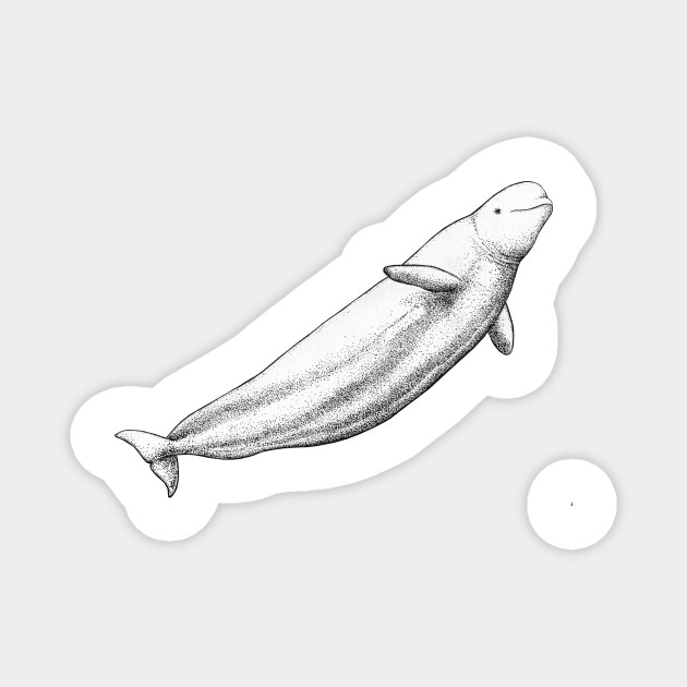 Beluga For Whale And Dolphin Lovers Beluga Magnete Teepublic It