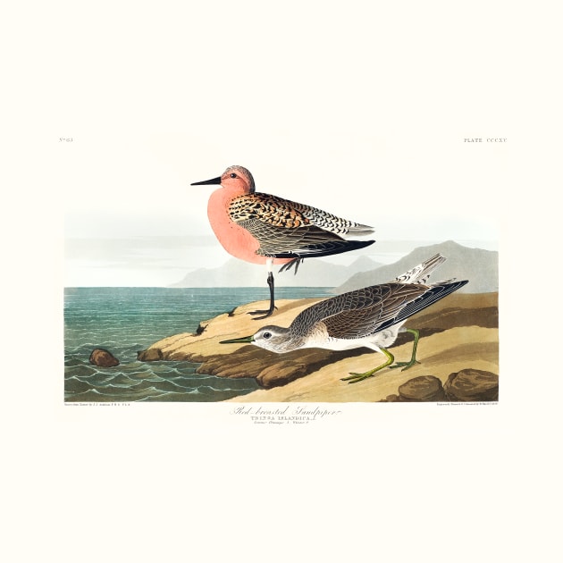 Red-breasted Sandpiper from Birds of America (1827) by WAITE-SMITH VINTAGE ART