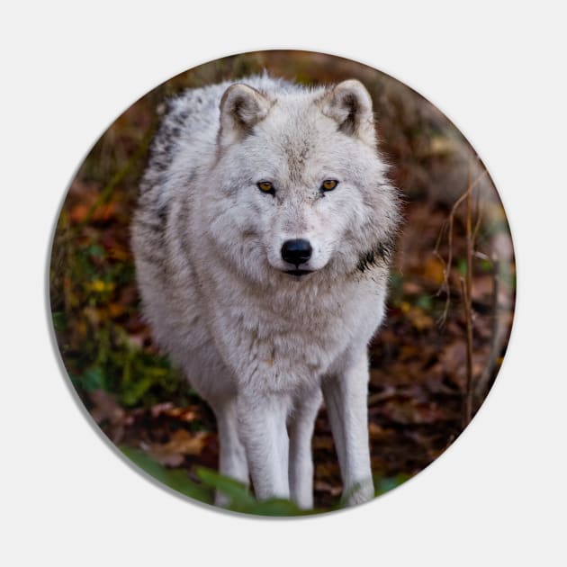 Arctic Wolf Pin by jaydee1400
