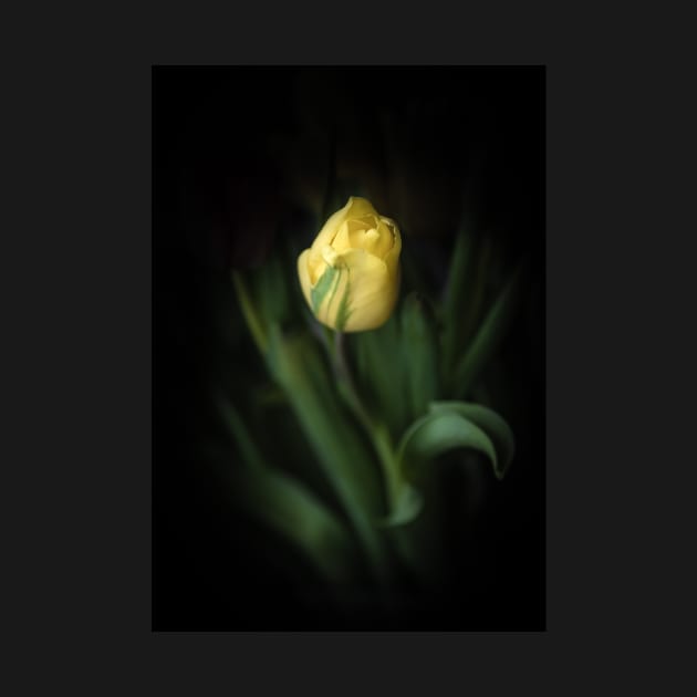 Single Yellow Tulip Still Life by Amy-K-Mitchell