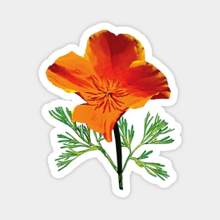 Orange California Poppy Magnet