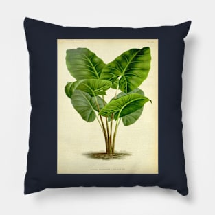 Alocasia Villeneuvei - Gyselnyck - Botanical Illustration Pillow