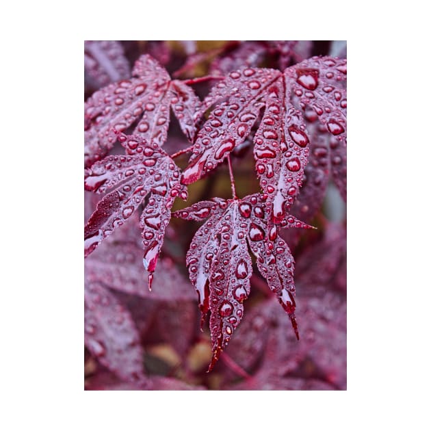 Japanese Acer Palmatum Atropurpurea Shrub by avrilharris