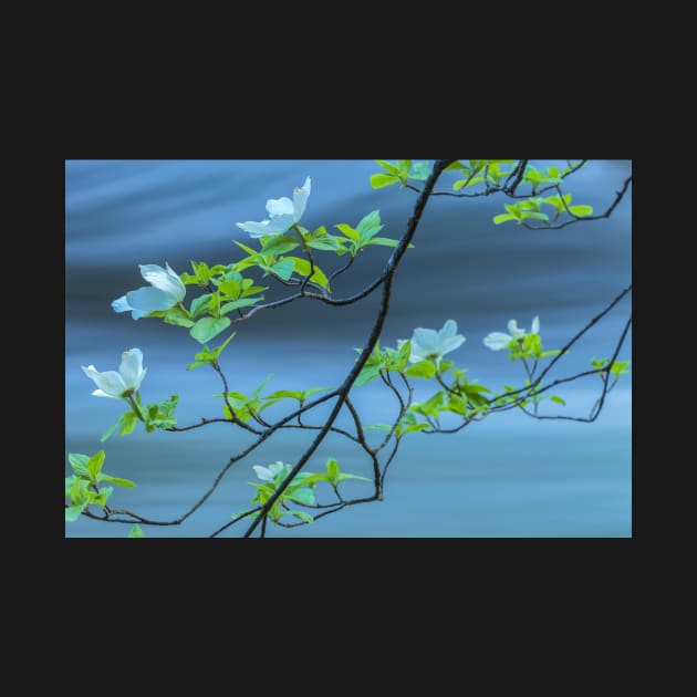 Dogwood Blossoms 2 by jvnimages