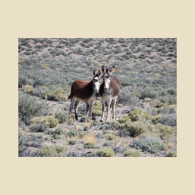 Wild burros, donkeys, wildlife, Mama and Baby Burro by sandyo2ly