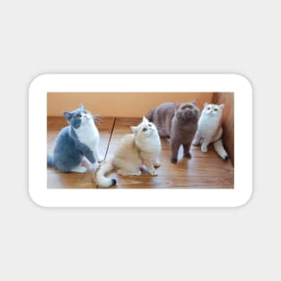 The cute cats gangs Magnet