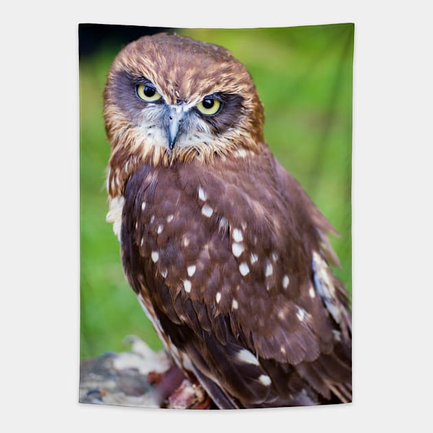 Little Owl Tapestry by JeanKellyPhoto