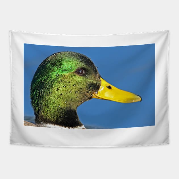 Mallard head shot Tapestry by Jim Cumming