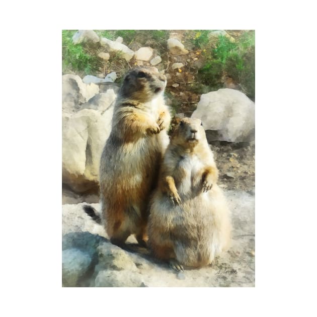 Prairie Dog Formal Portraits by SusanSavad