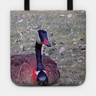 beautiful goose laying in grass Tote